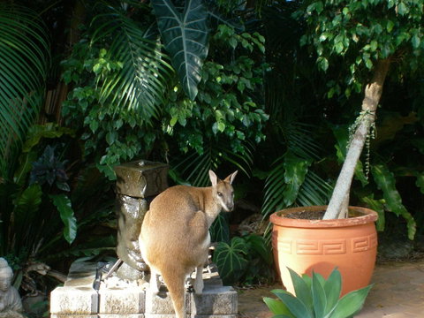 Bluewater Bed & Breakfast Cairns - Holiday Cairns 22