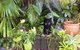 Bluewater Bed & Breakfast Cairns - thumb 16