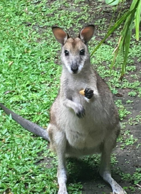 Bluewater Bed & Breakfast Cairns - Holiday Cairns 0