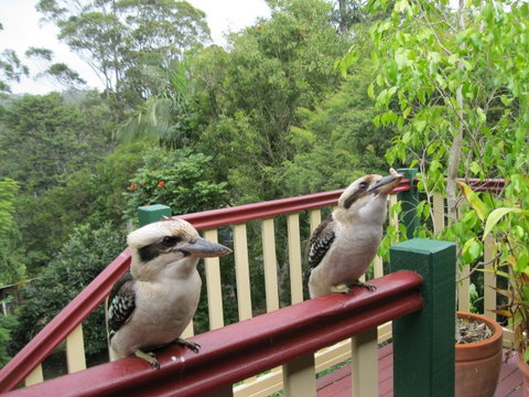 Shasta Place - Holiday Cairns 12