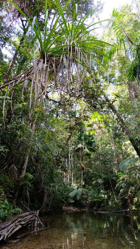 Daintree Manor B&B - Holiday Cairns 7