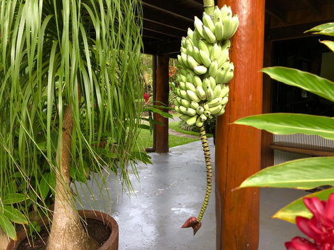 Daintree Manor B&B - Holiday Cairns 10