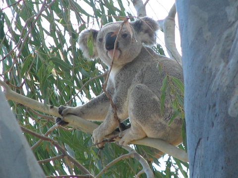 Tropical Palms Resort & 4WD Hire - Holiday Cairns 29