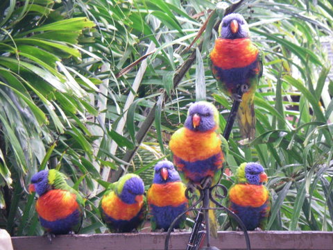 Tropical Palms Resort & 4WD Hire - Holiday Cairns 36