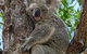 Magnetic Island Guest House - thumb 11