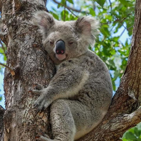 Magnetic Island Guest House - Holiday Cairns 11