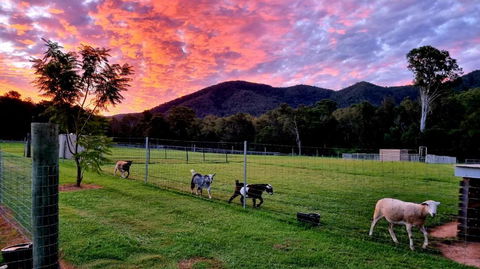 Fig Tree Farm B&B Highvale-Farmstay Near Brisbane! - Holiday Cairns 4