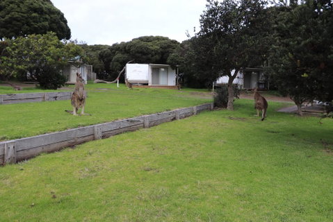 Anglesea Family Caravan Park - Holiday Cairns 3