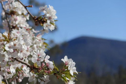 Mountains And Treetops Retreat - Nature Getaway - Holiday Cairns 3