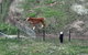 Myrtle At Lexington Park - thumb 1