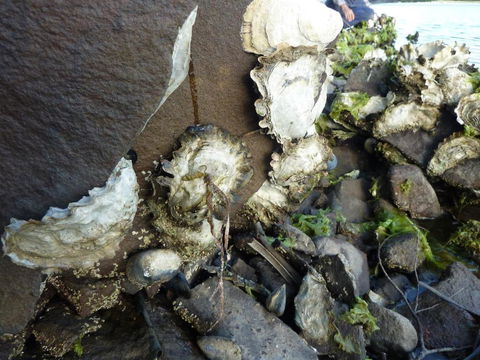 Oyster Shack - Holiday Cairns 3