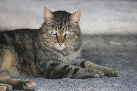 Avoca Park - Holiday Cairns 3