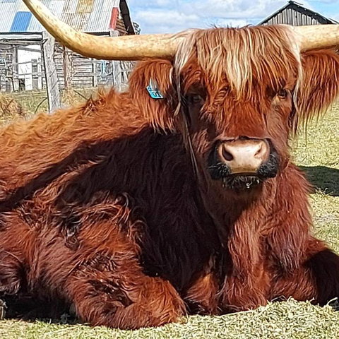 Straw House Farm - STANTHORPE - Holiday Cairns 0
