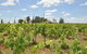 Beggars Bridge Vineyard Homestead W/ Pool + Wifi + Tennis + Vineyard - thumb 2