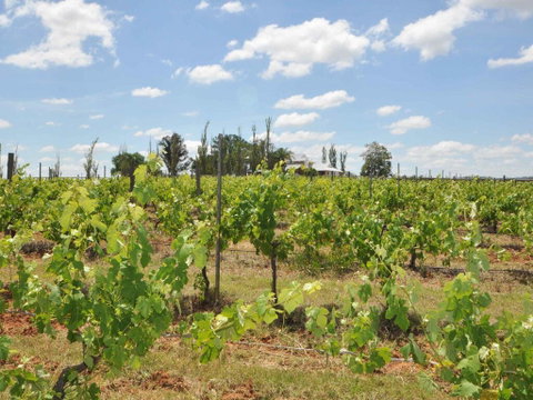 Beggars Bridge Vineyard Homestead W/ Pool + Wifi + Tennis + Vineyard - Holiday Cairns 2