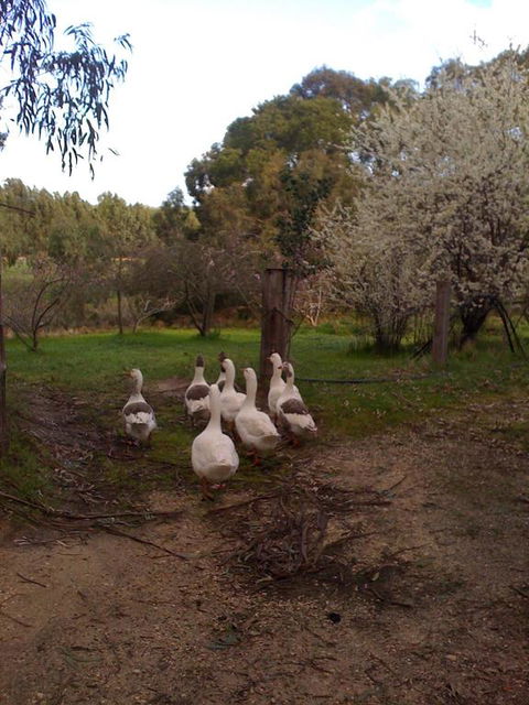 Bellbrae Harvest - Holiday Cairns 3