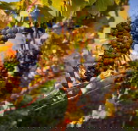 Full Day Tamar Valley Wine Tour - Holiday Cairns