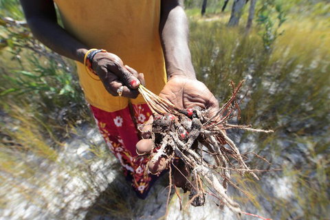 Gay-Wu Woman's 5 Day Yolngu Homeland Tour - Holiday Cairns 0