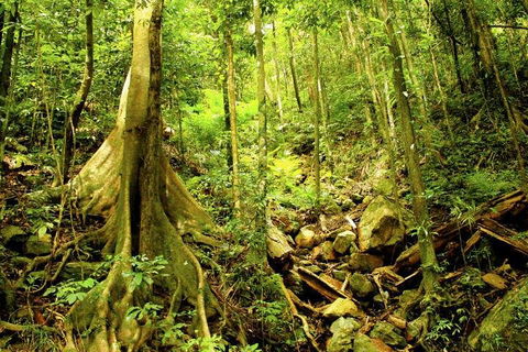 Cairns 4WD Waterfall And Rainforest Tour Including Kuranda Scenic Railway - Holiday Cairns 1