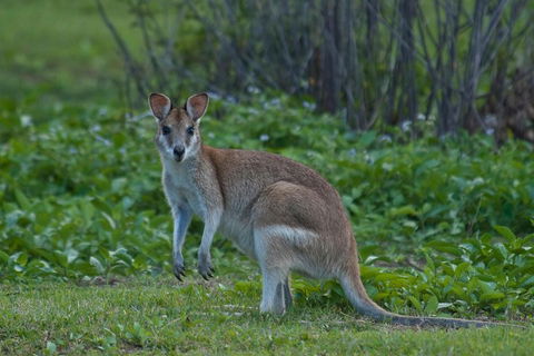 Cairns 4WD Waterfall And Rainforest Tour Including Kuranda Scenic Railway - Holiday Cairns 2