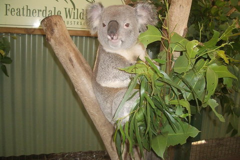 Full-Day Private Blue Mountains Tour With River Cruise - Holiday Cairns 2