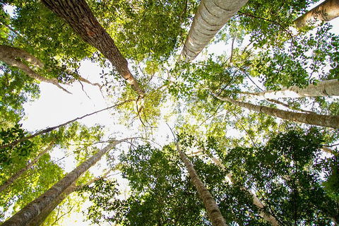 Fraser Island 4WD Tour From Noosa - Holiday Cairns 0