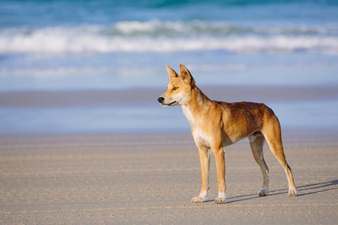 Fraser Island 4WD Tour From Noosa - Holiday Cairns 5