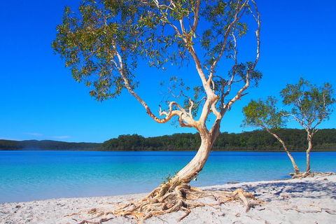 Fraser Island 4WD Tour From Rainbow Beach - Holiday Cairns 5