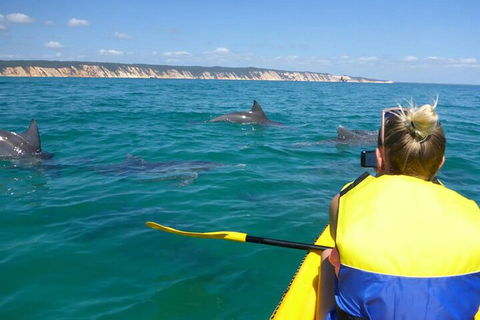Kayak With Dolphins And 4WD Great Beach Drive Day Trip From Noosa - Holiday Cairns 1