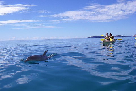 Kayak With Dolphins And 4WD Great Beach Drive Day Trip From Noosa - Holiday Cairns 2