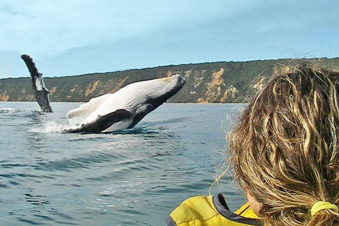 Kayak With Dolphins And 4WD Great Beach Drive Day Trip From Noosa - Holiday Cairns 3