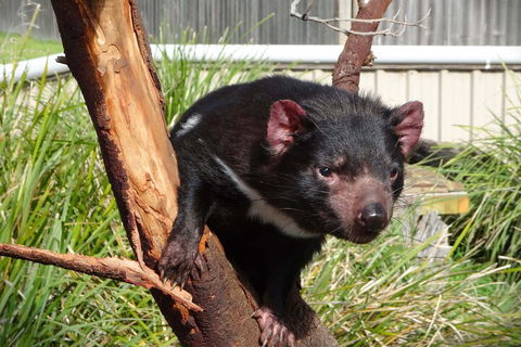 6-Day Tasmania Small-Group Guided Tour With Gourmet Food - Holiday Cairns 1