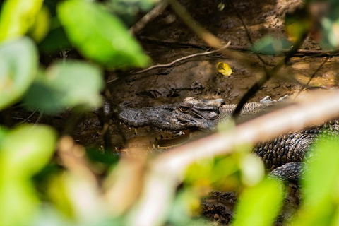 Cape Tribulation Day Tour - Holiday Cairns 5
