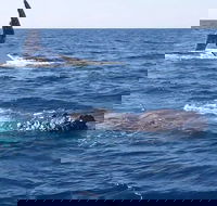 Noosa Whale Watching - Holiday Cairns