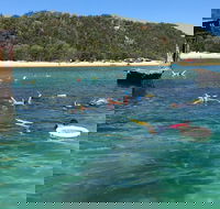 All Inclusive Dolphin and Tangalooma Wrecks Cruise - Holiday Cairns
