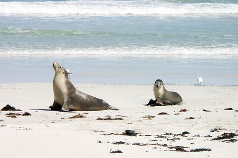 Kangaroo Island Personal Group Tours - Holiday Cairns 3