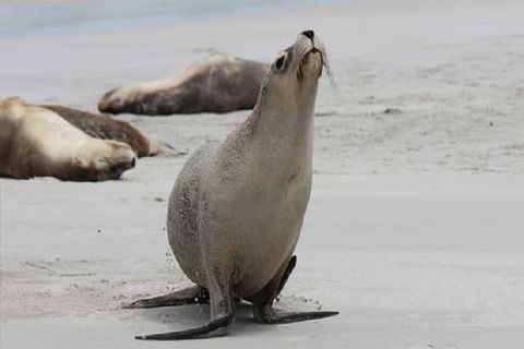 Kangaroo Island Personal Group Tours - Holiday Cairns 4