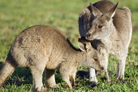 LGBT+ Friendly Full Day Phillip Island Private Tour - Holiday Cairns 3