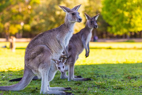 LGBT+ Friendly Full Day Phillip Island Private Tour - Holiday Cairns 4