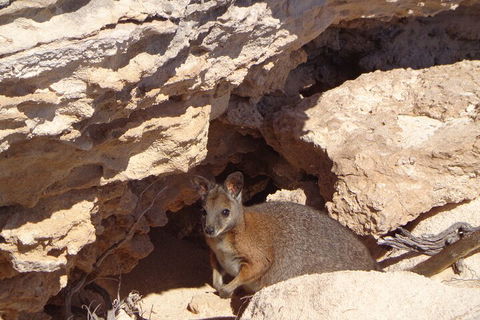 Shipwreck Special Full Day Tour Of The Abrolhos Islands - Holiday Cairns 4