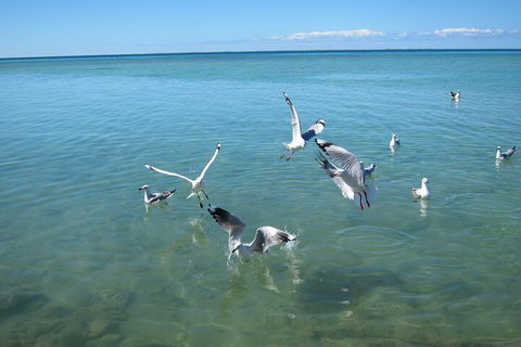 Pink Lake + Abrolhos Islands Nature Tour - Holiday Cairns 5