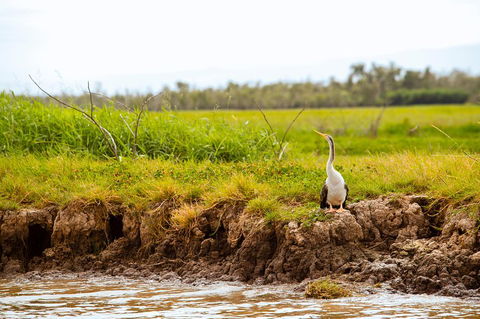 Darwin City Sights And Jumping Crocodile Cruise - Holiday Cairns 2