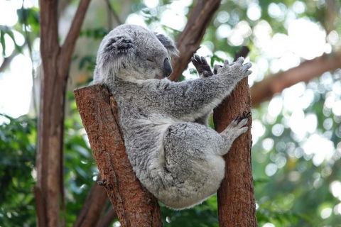 Small-Group Blue Mountains Tour With A Local Guide - Holiday Cairns 2