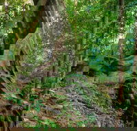 Private Daintree Mossman Gorge Exclusive Nature and Wildlife Focus - Holiday Cairns
