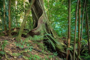 Private Daintree Mossman Gorge Exclusive Nature and Wildlife Focus