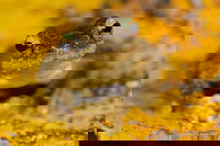 Daintree and Cape Tribulation Full Day Guided Tour, Port Douglas