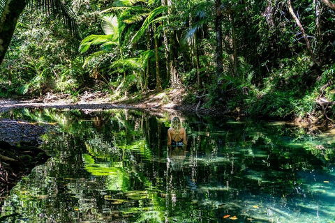 Daintree And Cape Tribulation Full Day Guided Tour - Holiday Cairns 1