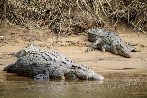 Daintree And Cape Tribulation Full Day Guided Tour - Holiday Cairns 3