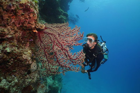 Silversonic Outer Great Barrier Reef Dive And Snorkel Cruise From Port Douglas - Holiday Cairns 0