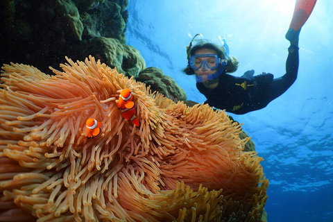 Silversonic Outer Great Barrier Reef Dive And Snorkel Cruise From Port Douglas - Holiday Cairns 3